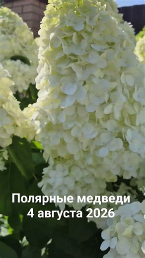 Гортензии метельчатые сорт Полярный медведь,💚Соцветия огромные 🥰# #гортензиивсаду