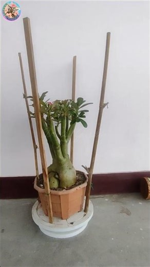 Adenium Winter Care: Protecting Your Desert Rose from Frost