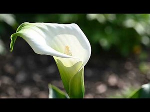 Calla Lily (Zantedeschia) - Bud to Bloom Time-Lapse