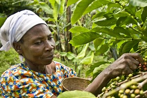 ¿Qué es el Café de Comercio Justo? - Tierra Madre