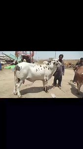1.1K views · 39 reactions | Raahim Ka 勺勺Noor-e-chasham勺勺 #Rizvi #ApSubKiVideosLagaonga #FikarNot #BhaiHazirHai #CattlesWithRizvi | Cattles With Rizvi | Facebook
