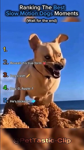 Ranking The Best Slow Motion Dogs Moments