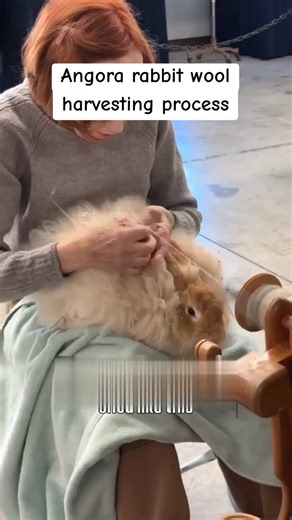 The Angora Rabbit Wool Harvesting Process Explained