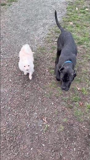 Cane Corso Puppy Playing Beautifully With Other Dogs 🐶🐕 | Calm Temperament & Socialization