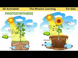3D animated | Photosynthesis | Photosynthesis in plants | Photosynthesis for kids |