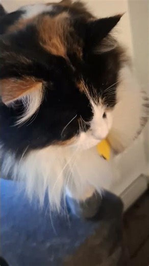 Dis cat loves boats!