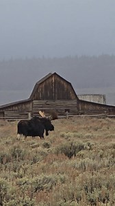 He's got chores to do, stalls to muck and eggs to gather...Bull moose along the historic barns of Grand Teton's Mormon Row... #MyGrandTeton #foryoupagereels #wildlifevideo #grandtetonnationalpark | T. Lyn Neufeld Photography
