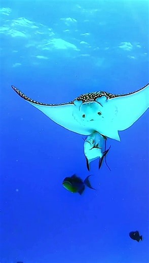 Underwater Beauty of nature | Coral reef | Aquarium Beauty | Sea animals