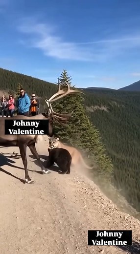 143K views · 108 reactions | When National Geographic turns into WWE! | Johnny Valentine | Facebook