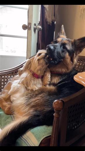 Little Miss Rue asking Maya to share her chair… | Silver Moon Cockers