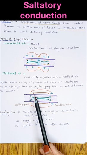 Dr. Rajani Suryawanshi on Instagram: "Saltatory Conduction in Nerve Fibers #Saltatoryconduction #saltatoryconductionofnerveimpulse #saltatoryconductioninhindi #saltatoryconductionphysiology #drrajanisuryawanshi"