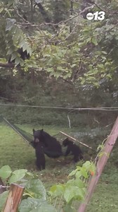 361K views · 12K reactions | A mama bear is doing her best to relax while her cubs take advantage of her hammock spot to play. Thanks to Ami Pearse for sharing!  Share your captures on News 13's Chime In: https://bit.ly/3OTiYaG | WLOS ABC 13 | Facebook
