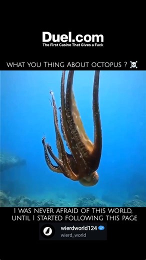 wierd_world | The octopus is a fascinating marine animal! Here are some key facts: ​Classification: It's a soft-bodied, eight-limbed mollusc of the order... | Instagram
