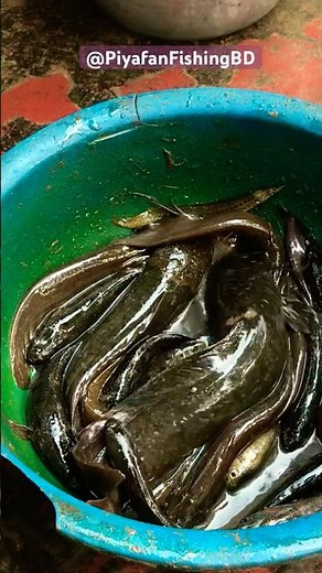 Traditional Catfish Catching 🎣 | Village Fishing Style in Natural Bill