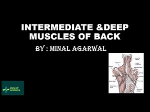 INTERMEDIATE AND DEEP MUSCLES OF BACK