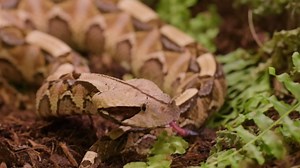 7 continents, 7 giant snakes - ranking the largest native species from smallest to biggest