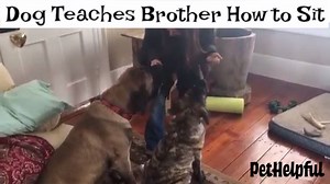 68K views · 910 reactions | So cute! | PetHelpful | Facebook