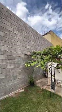 REMÉDIO PARA VIZINHOS CHATOS 😂