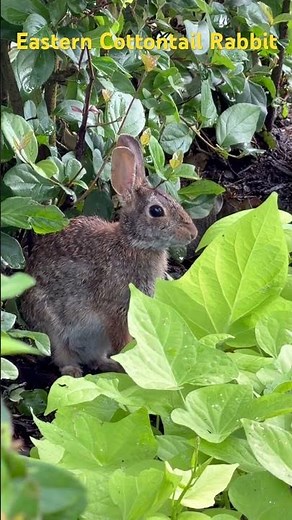 Eastern Cottontail Rabbit