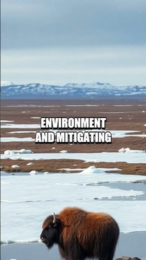 The Unique Lives of Musk Oxen