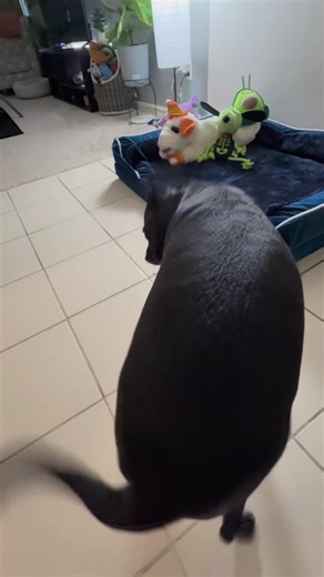 #doglife #puppydance #swayingtothebeat#cutedog#pet | dog dancing