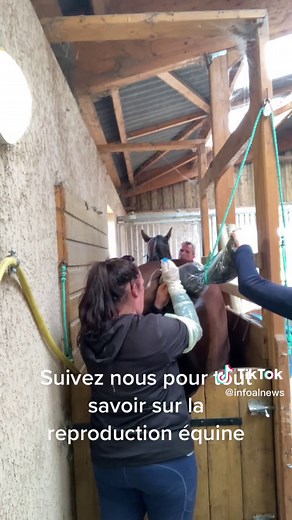 Reproduction des Chevaux : Tout Savoir !