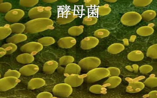 3.酶和细胞的固定化