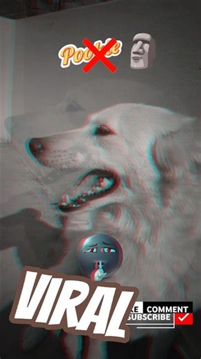 POOKIE🤔THUG LIFE ☠️🗿🎀❣️#thuglife #thuglifestatus #dogshorts #dogstatus#shortsfeed #reupload#repost