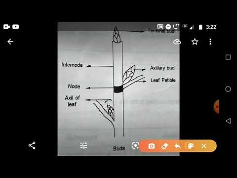 Terminal & axillary bud; node & internode #biology #science #