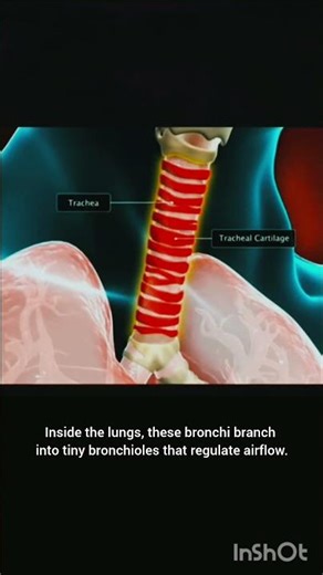 Respiratory System Pathway | From Nose to Alveoli