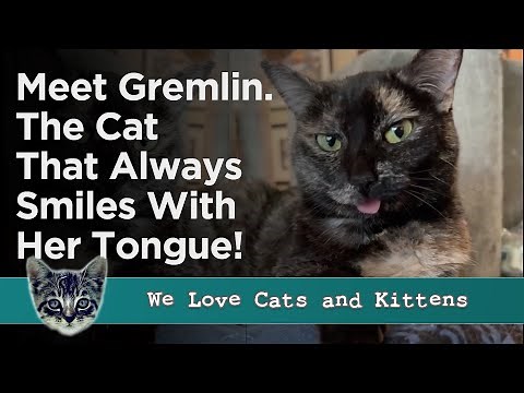 Meet Gremlin! The Cat That Always Smiles With Her Tongue!