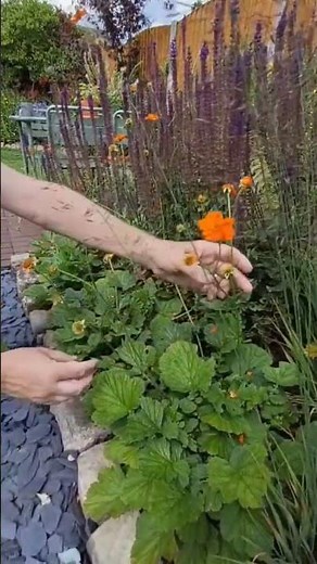 How to Deadhead Geums (Avens) | Removing Spent Flowering Stem to Promote More Flowers