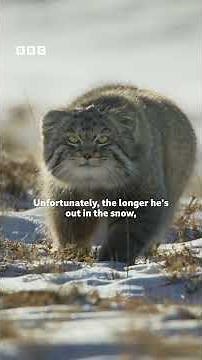 The grumpiest cat in the world