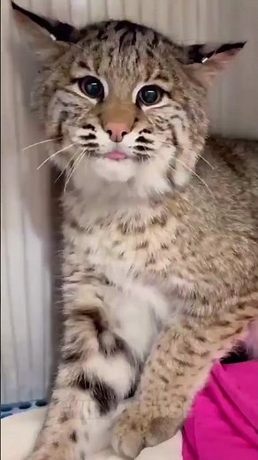 Why Does This Bobcat Sound Like That 👀 #shorts