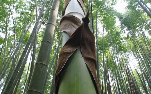 植物：竹笋的生长速度惊人，一天的增长的高度，竟达到2米