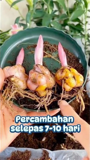 ✨ Tanam sahaja – bunga yang sangat cantik dalam beberapa minggu!