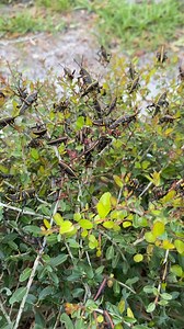 Are these locusts? I have 1000s in my backyard.