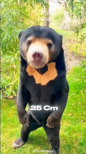 Sun Bear Facts You’ve Never Heard #sunbear