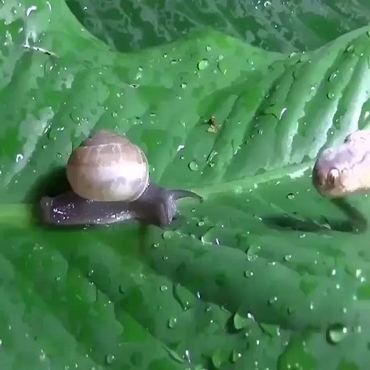 horror attack | Snake Boss