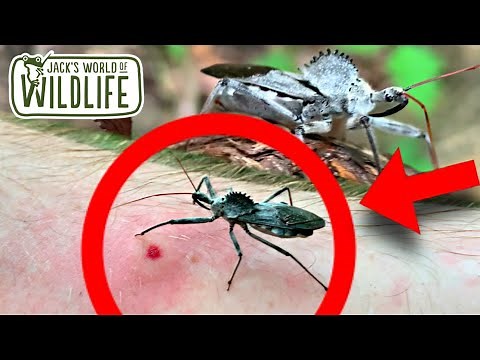 WHEEL BUG Bite! Are they DANGEROUS?