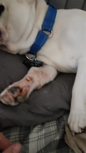 #fyp #men #frenchie #frenchiesoftiktok