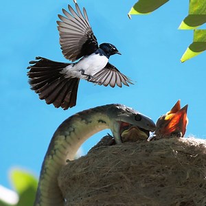 Snake eat baby Willie Wagtail Bird Animal Life | Animal Life