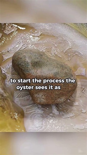 How do oysters produce pearls?