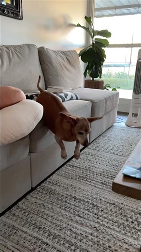 Scooby Flying #dog #funny #cute #viral #trending #dachshund #fly #spring #pets #puppy