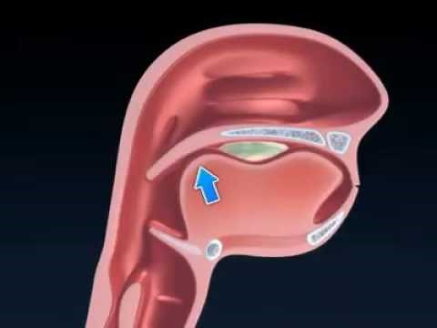 El proceso deglutorio.