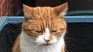 Shy cat melts heart with his meow We interviewed instagram.com/timmythecat_rascalchops for this video produced exclusively by GeoBeats. | GeoBeats Animals