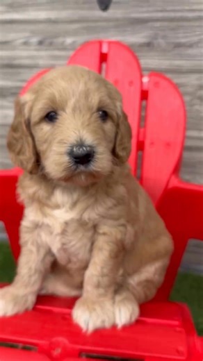 The cutest look 👀❤️ #minigoldendoodle #minigoldendoodles #minigoldendoodlepuppy | Golden retriever puppies for adoption