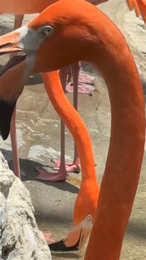 Celebrating International Flamingo Day with a pop of pink! 🦩💙 Our Caribbean flamingos' vibrant pink color is a result of pigments in their food, primarily beta-carotene found in algae and crustaceans. Additionally, the oily secretions from glands near the base of the feathers help make flamingo feathers water repellent. This helps them stay afloat in water and prevents their feathers from getting soaked, which could make it hard for them to move or fly. Do you have 2 seconds to spare? The Texa