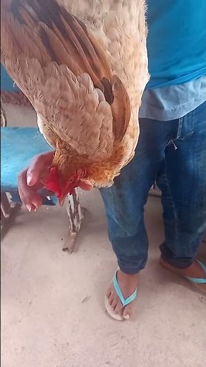 how to slaughter a free-range chicken by breaking its neck in the countryside.