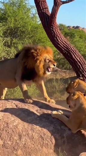 ALPHA LION DEFENDS HIS THRONE: Epic Stand Against Rival Lionesses!